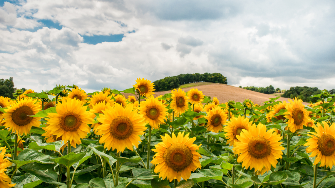 Cats in the Cradle Blog